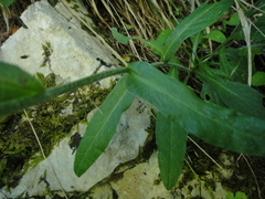 Tephroseris integrifolia