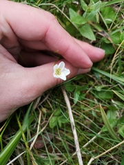 Claytonia tuberosa
