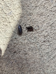 Armadillidium vulgare