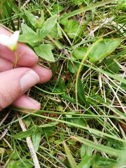 Claytonia tuberosa