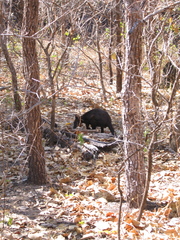 Osphranter bernardus
