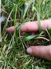 Claytonia tuberosa