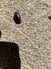 Armadillidium vulgare