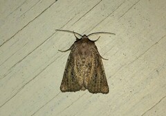 Photedes fluxa