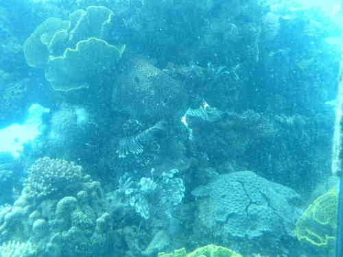 Pterois miles