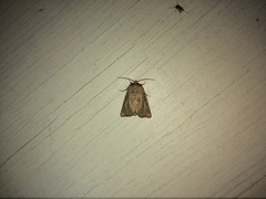 Photedes fluxa