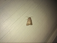 Photedes fluxa