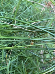 Juncus coriaceus