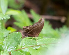 Coelites epiminthia