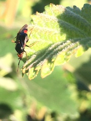 Liocoris tripustulatus