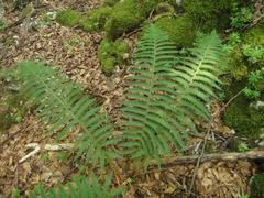 Polystichum setiferum