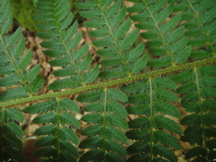 Polystichum setiferum
