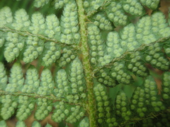 Polystichum setiferum