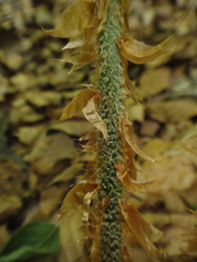 Polystichum setiferum