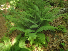 Polystichum setiferum