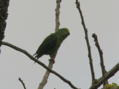 Brotogeris sanctithomae