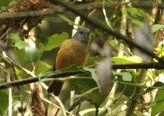 Mionectes rufiventris