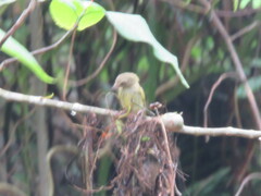 Hemitriccus iohannis