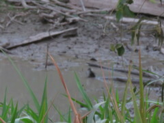 Microcerculus marginatus