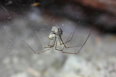 Physocyclus californicus