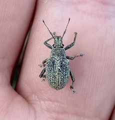 Conaliophthalmus