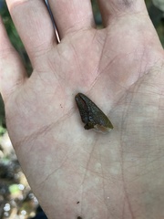 Austropotamobius pallipes