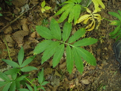 Cardamine kitaibelii