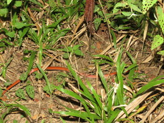 Oxyrhopus melanogenys