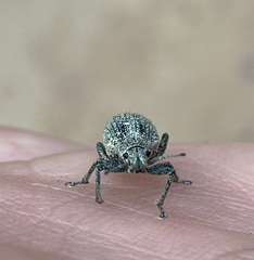 Conaliophthalmus