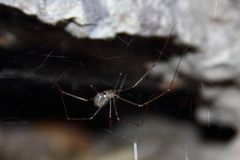 Physocyclus californicus