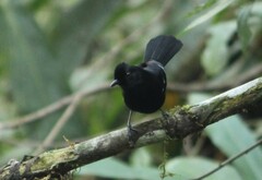 Pyriglena leucoptera