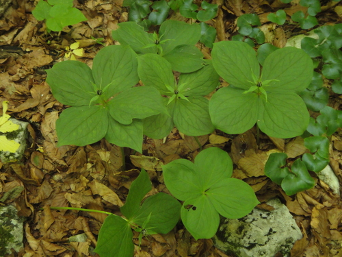 vranie oko štvorlisté (Paris quadrifolia)
