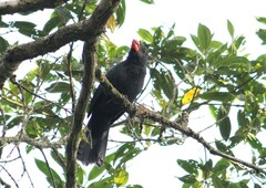 Saltator fuliginosus