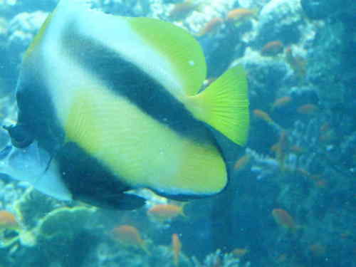 Heniochus intermedius