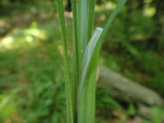 Carex pilosa