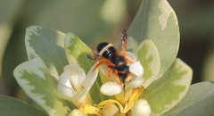 Megachile euzona