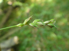 Carex pilosa