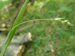 Carex pilosa
