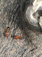 Camponotus nylanderi