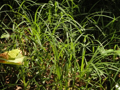 Carex pilosa