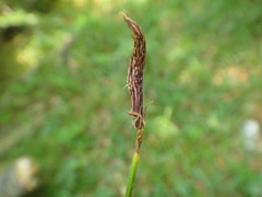 Carex pilosa