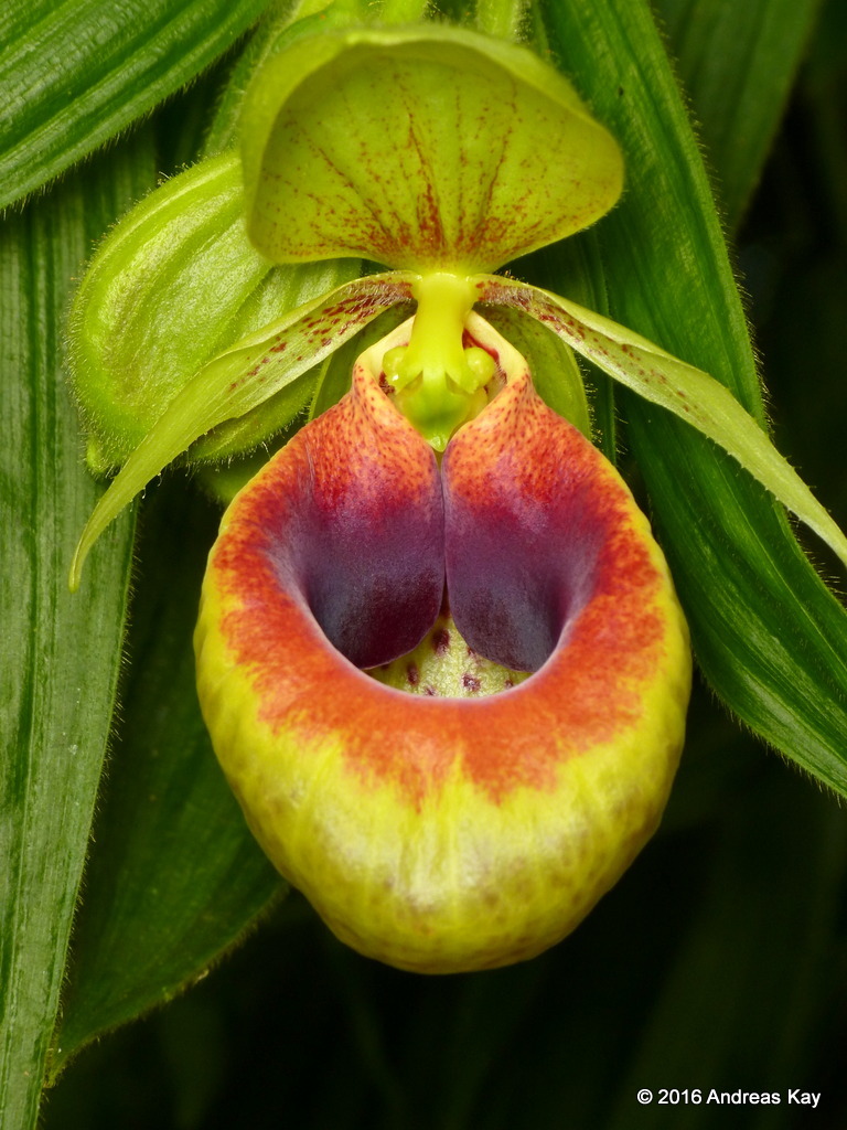 Selenipedium