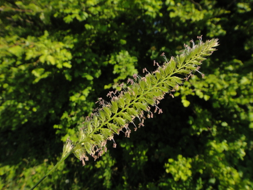 hrebienka obyčajná (Cynosurus cristatus)