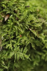 Eurhynchium angustirete