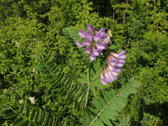 Vicia cassubica