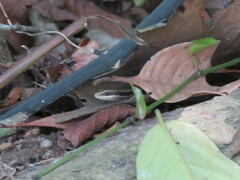 Copeoglossum nigropunctatum