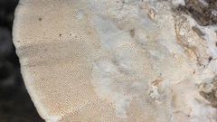 Vanderbylia robiniophila