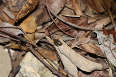 Neoblattellini