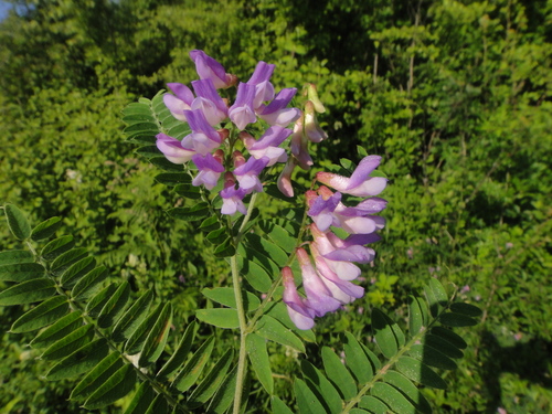 vika kašubská (Vicia cassubica)
