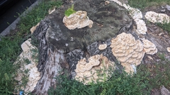 Vanderbylia robiniophila